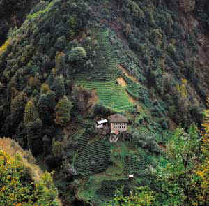 Rize - Pazar