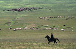 Dursunali SARIKOC